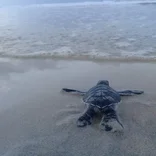 Sea Turtle Nest Monitor Volunteer